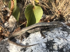 Sceloporus jalapae