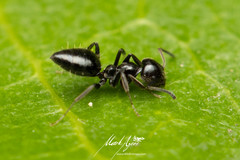 Technomyrmex sophiae