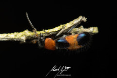 Dicranolaius bellulus