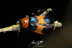 Dicranolaius bellulus