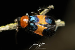 Dicranolaius bellulus