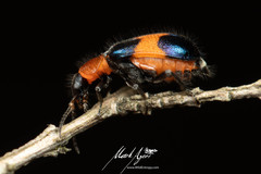 Dicranolaius bellulus