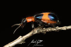 Dicranolaius bellulus