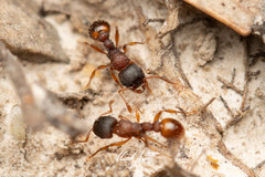 Tetramorium impressum