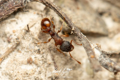 Tetramorium impressum
