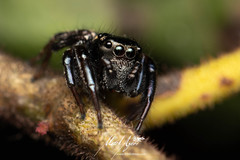 Zenodorus orbiculatus