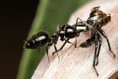 Technomyrmex sophiae