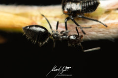 Technomyrmex sophiae