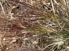 Aristida behriana