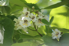 Catalpa