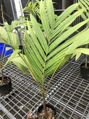 Pinanga tashiroi