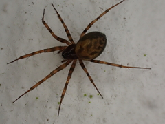 Lepthyphantes minutus