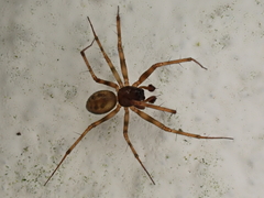Lepthyphantes