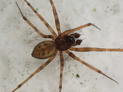 Lepthyphantes minutus