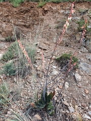 Gasteria brachyphylla