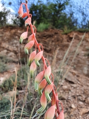 Gasteria brachyphylla