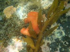 Cnemidocarpa bicornuta
