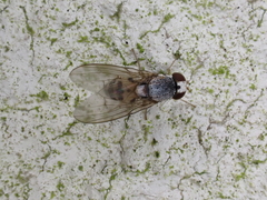 Leucophenga maculata