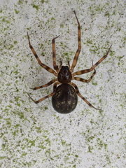 Lepthyphantes
