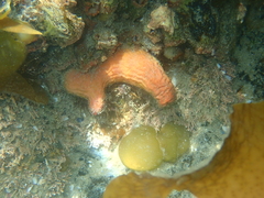 Cnemidocarpa bicornuta
