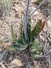 Gasteria brachyphylla
