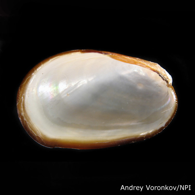 Musculus