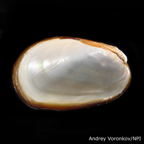 Representative image of Musculus