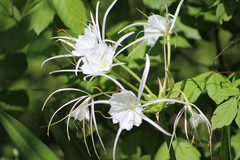 Hymenocallis liriosme