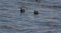 Tachybaptus ruficollis