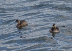 Tachybaptus ruficollis