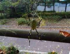 Trichonephila clavata