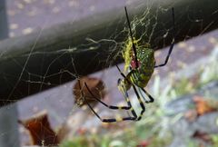 Trichonephila clavata
