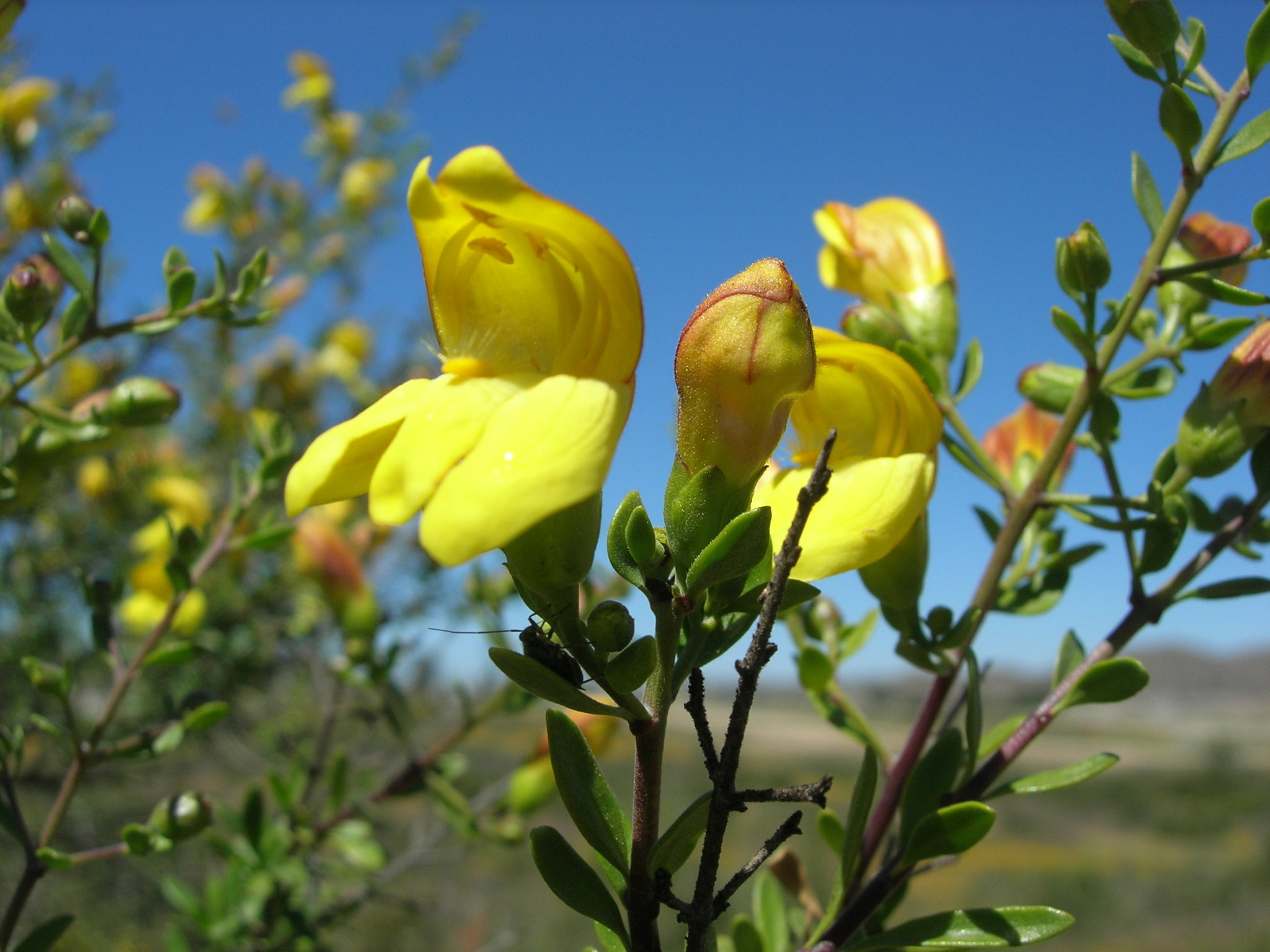 Keckiella antirrhinoides