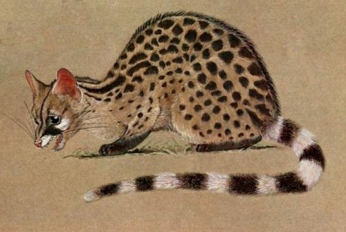 Crested cristata) · iNaturalist