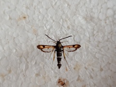 Pyropteron minianiforme