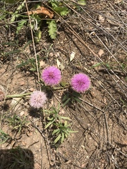 Mimosa nuttallii
