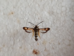 Pyropteron minianiforme