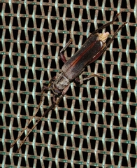 Ossibia murina