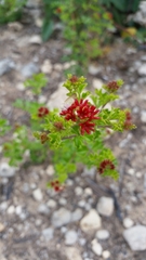 Dodonaea humilis