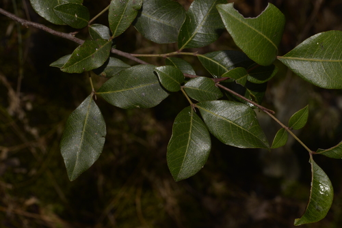 gorge alectryon (Alectryon forsythii)