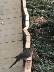 Streptopelia chinensis