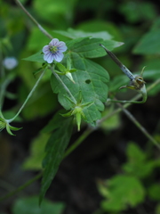 Geranium wilfordii