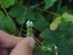 Geranium wilfordii