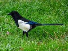 Pica pica