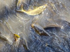 Cyprinus carpio carpio