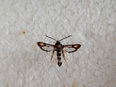 Pyropteron minianiforme