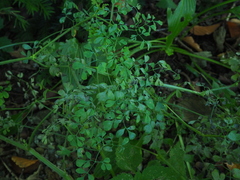 Corydalis ochotensis
