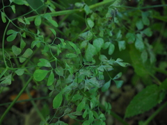 Corydalis ochotensis