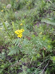 Nidorella auriculata