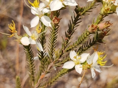 Chaetostoma albiflorum